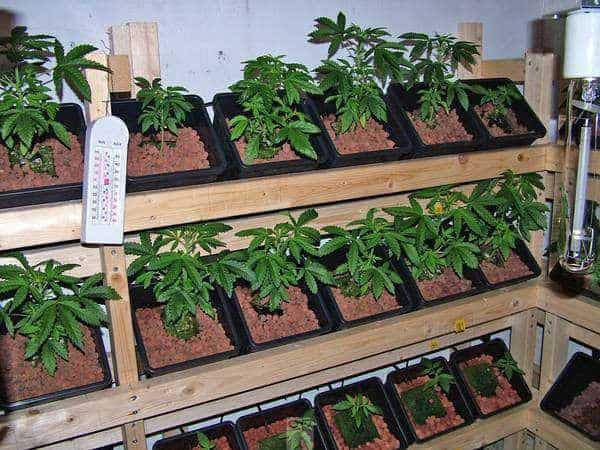 And the seedlings at different stages of growth:1
