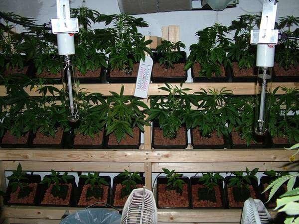 Seedlings at various stages: