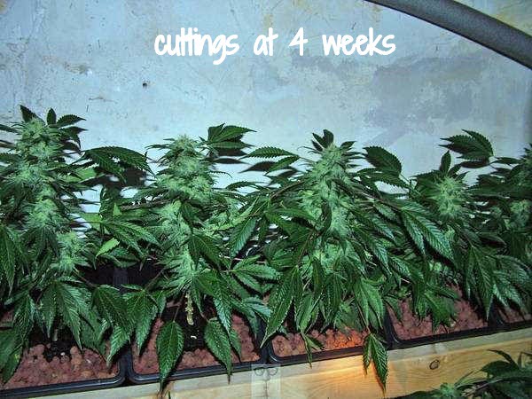 cuttings at 4 weeks