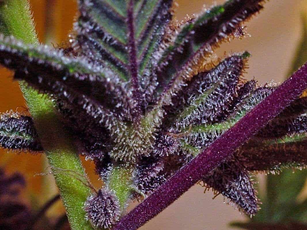 black rose cannabis 6