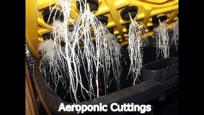 Aeroponic Cloning The Easy Option?