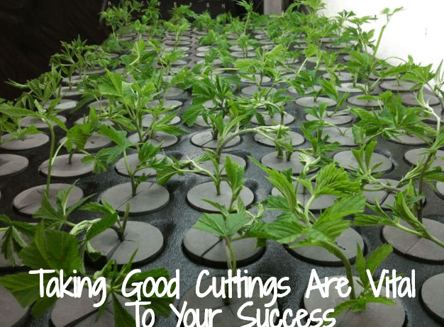 Taking Good Cuttings Are Vital To Your Success