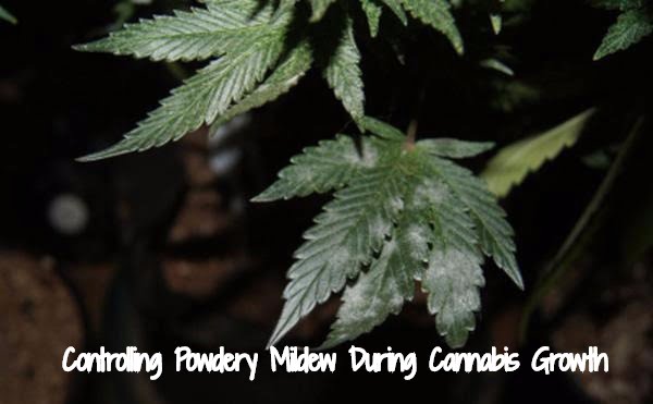 Powdery Mildew Control During Cannabis Growth