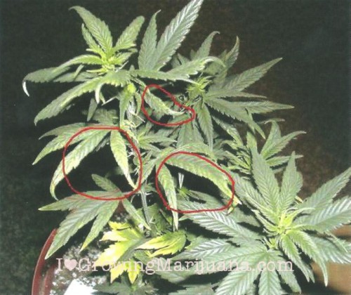 Cannabis Copper Deficiency