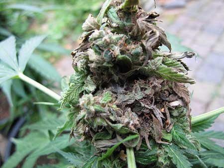 Cannabis Bud Rot