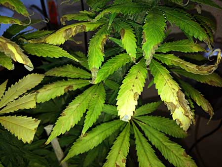 Cannabis Fungus Gnat Problems