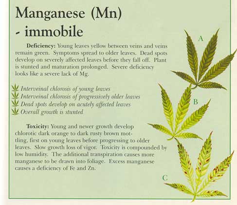 Cannabis Manganese Deficiency