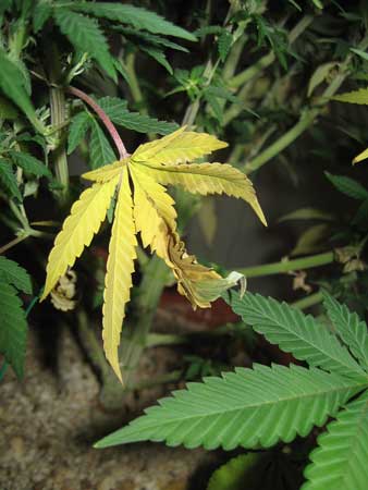 Cannabis Nitrogen Deficiency
