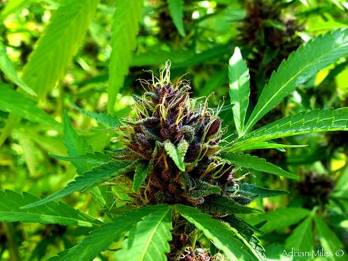 A quick guide to Diagnosing your cannabis plants problems