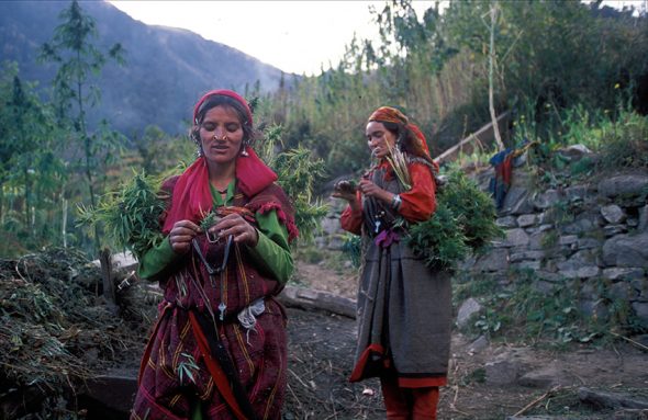 Malana the people of India where cannabis is a way of life 1