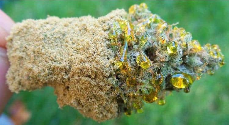 How to Make Moon Rock Weed High in THC and Cannabinoids