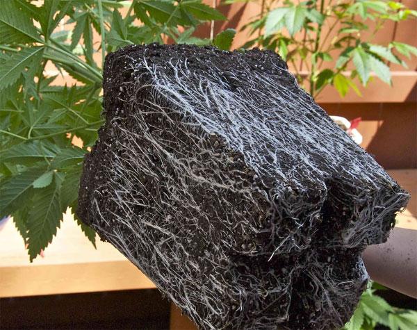 Repotting Cannabis Plants For Healthy Growth and Yield