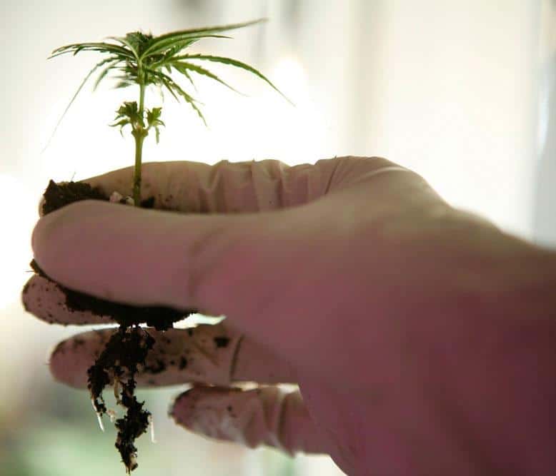 Repotting Cannabis plants