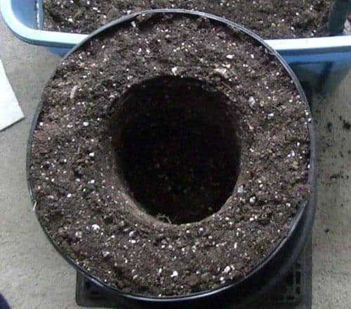 larger plant pot is filled to a inch below the rim with high-quality soil 
