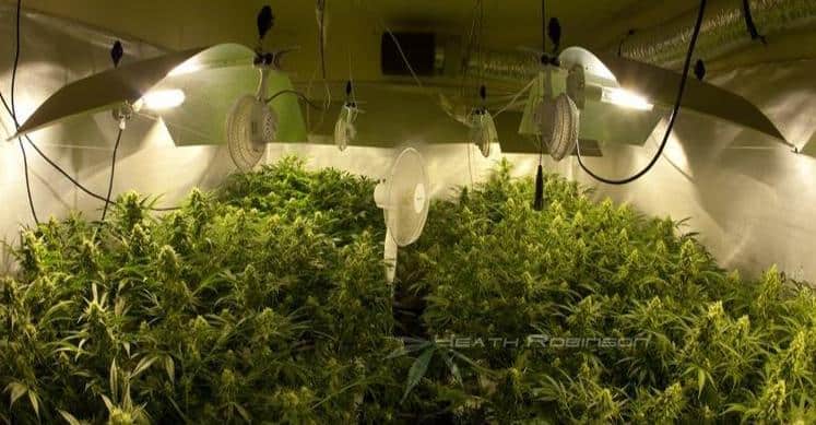 All you need to know about grow room ventilation