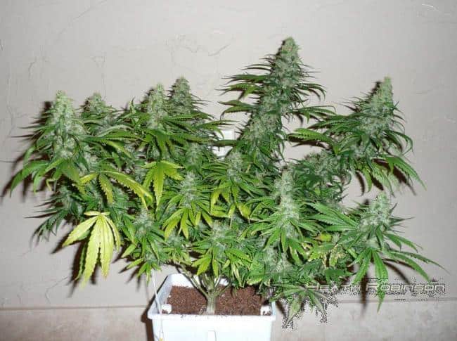 Best grow lights for indoor cannabis growing 101