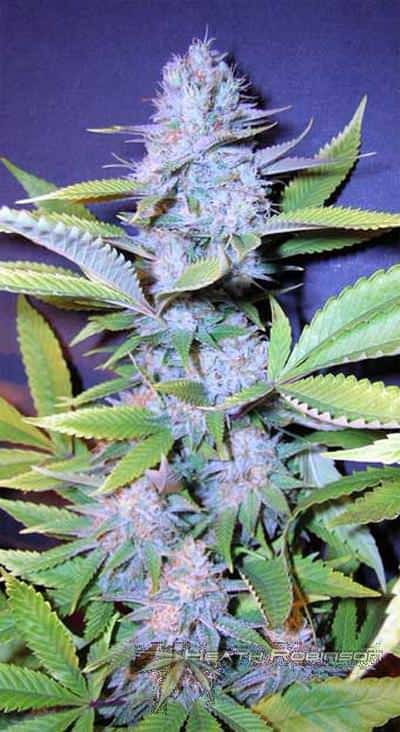 Cannabis Flowering Stage Week By Week