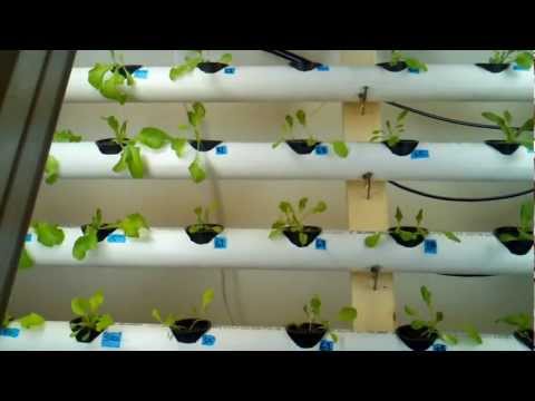 img_7317_vertical-hydroponic-lettuce-experiment-week-5-hydrovert-farms
