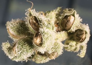 storing cannabis seeds
