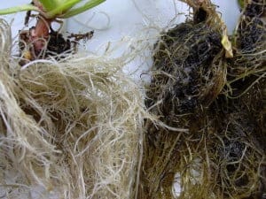Trichoderma in Hydroponic Systems