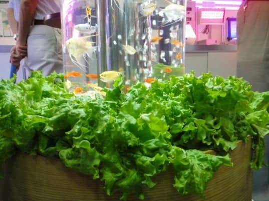 Aquaponics Fish Tank Grows Fresh Vegetables Indoors - Best ...
