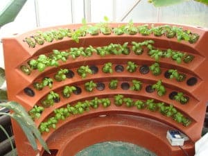 Vertical hydroponic systems are great for growing leafy herb crops in a small space as well as fruits and flowers. Note how this grower chose not to utilize all the planting sites.