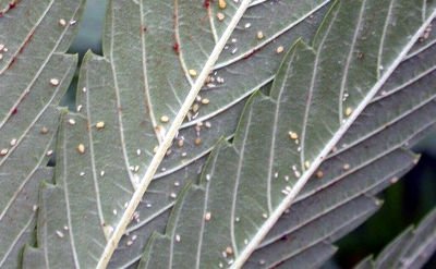 What are whitefly?
