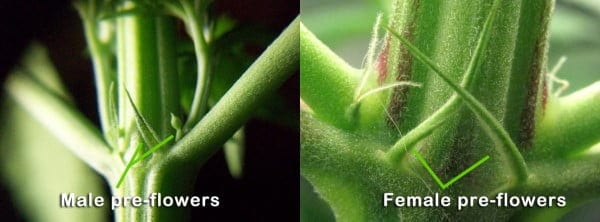 Difference Between Male And Female Flowers