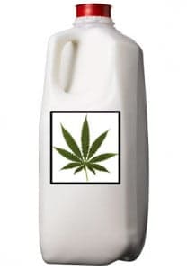 marijuana milk1 Cannabis Milk Recipe