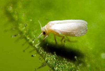How whitefly affects your Marijuana plant?