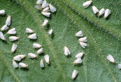 Eliminating whitefly infestation on my cannabis plants