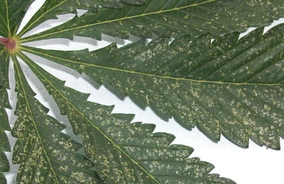 How to detect whitefly on Marijuana plants?