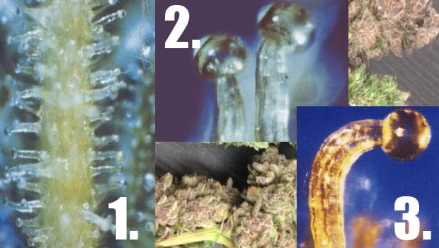 Three things you should know about trichomes